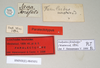 CollectionObject 1558653; NHMUK(SF IMPORT DUPLICATE) 845051', b637fcc0-4cf3-443b-84e6-220da1705735: copyright Natural History Museum, London. female, data labels (paralectotype). (CollectionObject).
