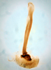 CollectionObject 1552882; 6a9cbec0-743e-49ff-a2b3-00d3937dfd9f: Image taken by Heidi Hopkins. (CollectionObject).