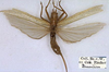 CollectionObject 1531375; a20196cc-f564-4b37-b4b0-fc9f1feaedac: female, dorsal view (holotype). (CollectionObject).