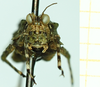 CollectionObject 1584433; 3659f365-3ca6-404a-a5c0-e072b472e0bd: male, frontal view. (CollectionObject).