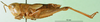 CollectionObject 1500275; e43b7960-4b84-4617-90ac-0a741fea37f4: female, lateral view (syntype). (CollectionObject).
