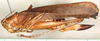 CollectionObject 1544459; d51a4213-70da-4b9a-89ef-ff2adee9484c: female, lateral view (paratype). (CollectionObject).