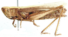 Duronia chloronota curta Uvarov, 1953: female, lateral view. (Otu).