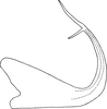 Aedeagus, lateral view on Edwardsiana lonicerae Mitjaev, 1968: Aedeagus, lateral view (after Mitjaev). (Observation).
