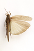 CollectionObject 1528845; adf97be6-45b3-4d97-9850-9388a478688a: male, dorsal view (syntype). (CollectionObject).