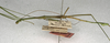 CollectionObject 1557325; NMW 657, 021f09b1-b91a-419e-8408-6361426aeb65: copyright NMW, Vienna. male, lateral view (holotype). (CollectionObject).