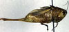 CollectionObject 1500469; be53b7c5-9b8e-4f43-b81b-a5a07f36d210: male, lateral view (holotype of Metrioptera kuntzeni). (CollectionObject).