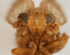 Head on Bakerella rotundifrons Beamer, 1945: (Observation).