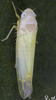 Habitus, dorsal view on Edwardsiana nigriloba (Edwards, 1924): Habitus (female). (Observation).