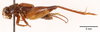 CollectionObject 1523746; 7b3cdb95-23d3-442c-af9d-6fe7c04ba3c7: male, lateral view (holotype). (CollectionObject).