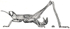 Biroella lutea Bolívar, 1914: Fig. 151 (after type). male habitus. (Otu).