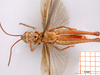 CollectionObject 1530783; 03ac508f-0d37-40ab-9247-c76de7752d99: male, ventral view (syntype). (CollectionObject).