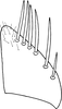 Subgenital plate: !! display not done !! on Maiestas xanthocephalus (Dash & Viraktamath, 1998): Subgenital plate. (Observation).