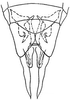 Subgenital plate: !! display not done !! on Extrusanus extrusus (Van Duzee, 1893): genital capsule, ventrally. (Observation).