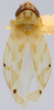 Habitus, dorsal view: !! display not done !! on Eratoneura unca (Knull, 1954): Habitus (holotype of E. unca Knull, OSU collection). (Observation).