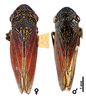Habitus, dorsal view: U.S.A., Arizona, Huachuca Mts., KSEM. (Observation).