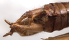 CollectionObject 1505899; 9b462d8a-16c5-4cbe-a13d-187e79986ce8: male cerci (syntype). (CollectionObject).;CollectionObject 1505900; d3fde0a7-2860-4258-89ba-ecf9d5b96b7f: male cerci (syntype). (CollectionObject).