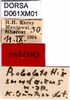 CollectionObject 1505187; 97088f5e-6aaa-4503-8413-1f77578c1e61: labels (syntype). (CollectionObject).
