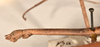CollectionObject 1561617; bca6f1df-f224-484e-9816-40e80770a32c: copyright OUMNH. female head, lateral view of Bacillus artemis (holotype). (CollectionObject).