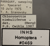 Other: !! display not done !! on Chlorotettix (Chlorotettix) nimbuliferus (Berg, 1884): (Observation).