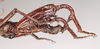 CollectionObject 1562199; NHMUK(SF IMPORT DUPLICATE) 844973, 8b7f5d18-e44d-4a99-82c1-e723db6ced69: copyright Natural History Museum, London. male: hind legs, lateral view (holotype). (CollectionObject).