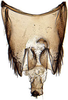 Pygofer, dorsal view: Hypacostemma viridissima, pygofer, dorsally (PPRI). (Observation).
