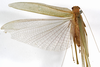 CollectionObject 1529765; be4e4fbd-9f82-40b1-8181-27247cd199e4: female, dorsal view (holotype). (CollectionObject).