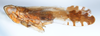 Habitus, lateral view: !! display not done !! on Stenocranus (Codex) acutus Beamer, 1946: (Observation).