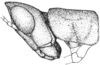 Morsea californica Scudder, 1898: Pl. 12 fig. 6. female, head and pronotum, lateral view. (Otu).