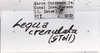 CollectionObject 1565615; 181f4d75-1d26-4edc-9d12-0aaaa0c69ab4: Image C.S. Carbonell. labels. (CollectionObject).