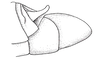 Atrachelacris unicolor Giglio-Tos, 1894: Fig. 2C. male abdomen tip, lateral view. (Otu).