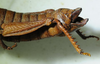 CollectionObject 1498702; 27418171-d4af-49b0-8e1d-eadd345d3a49: female abdomen, lateral view. (CollectionObject).