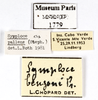 CollectionObject 1587771; MNHN(SF IMPORT DUPLICATE) MNHN-EP-EP1779, 72221a51-74f1-435a-b284-dad3edf511cb: CC BY-NC-ND 4.0/MNHN - Depraetere Marion - 2014. Non type, male. Specimen number: MNHN-EP-EP1779. http://coldb.mnhn.fr/catalognumber/mnhn/ep/ep1779. (CollectionObject).