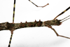 Rhamphosipyloidea queenslandica (Sjöstedt, 1918): copyright A. Henderson. female, close up of thorax. (Otu).
