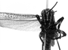 CollectionObject 1501120; df0a4123-1975-493d-a3ae-169080775fc6, MfN 1755: Image Carbonell, C.S. male, frontal view (syntype). (CollectionObject).