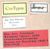CollectionObject 1534741; 345c6ecf-a90b-49e2-a86d-935106d88030: labels (syntype). (CollectionObject).