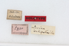 CollectionObject 1541115; 5f999157-aa33-43fa-b9a7-cd5f9f161d56: labels (holotype). (CollectionObject).