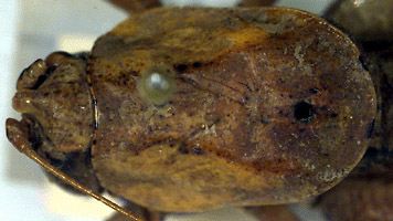 male head and pronotum, dorsal view (lectotype). Depicts CollectionObject 1517110; e3c8f0a0-ab7e-4275-bb81-27ebd5f7c0c4, a CollectionObject.