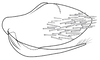 Pygofer, lateral view on Coarctana taurina Domahovski & Cavichioli, 2023: Male holotype [DZUP]: pygofer, valve and subgenital plate, lateral view. (Observation).