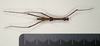 CollectionObject 1559793; 0a7ec422-ba73-46a5-8861-7ab5fda3ae92: copyright MIZ, Warsaw. male (holotype). (CollectionObject).