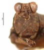 CollectionObject 1577268; OUM 725 1/3, 8f5d6ad1-4778-437e-a4ff-9bc911d7adaa: female, frontal view (paralectotype). (CollectionObject).