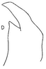Stylus: !! display not done !! on Neodeltocephalus asper Linnavuori, 1959: Stylus. (Observation).