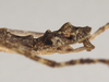 Dinophasma kinabaluense Bragg, 2001: copyright Natural History Museum, London. male: end of abdomen, lateral view (paratype). (Otu).