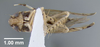 Habitus ventral view: !! display not done !! on Scaphoideus (Scaphoideus) immistus (Say, 1831): (Observation).