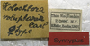 CollectionObject 1506672; ff3498e4-f043-40e8-9dac-b8c06c253794: labels (syntype). (CollectionObject).
