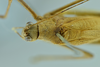 CollectionObject 1532416; 866c5a57-c9a2-454c-b2cc-5404c2515acf: male head and pronotum, dorsal view (syntype). (CollectionObject).