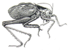 Tarragoilus diuturnus Gorochov, 2001: Fig. 19. male, lateral view. (Otu).
