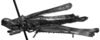 CollectionObject 1532644; 85bf6dae-33af-40ec-9982-7745754fbb79: Image Carbonell, C.S. female, lateral view (holotype). (CollectionObject).