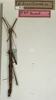 CollectionObject 1557314; 45f89d24-1a96-4478-9e78-82cb6e4f0af8: copyright NMW, Vienna. male (holotype). (CollectionObject).