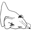 Pygofer, lateral view on Bonaspeia pravipila Davies, 1987: Pygofer, lateral view (holotype). (Observation).
